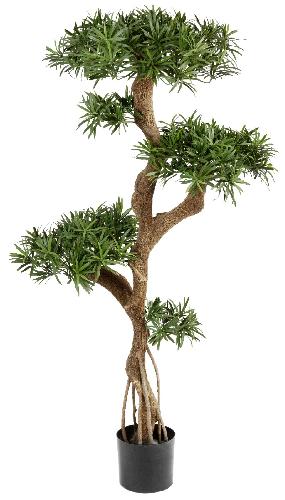 Подокарпус на забавном стволе Новый