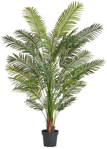 Пальма Арека Хризалидокарпус New