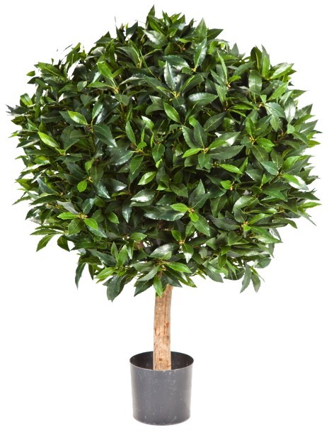 Лавр круглый на низком стволе