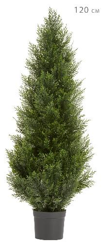 Туя уличная Брабант пушистая