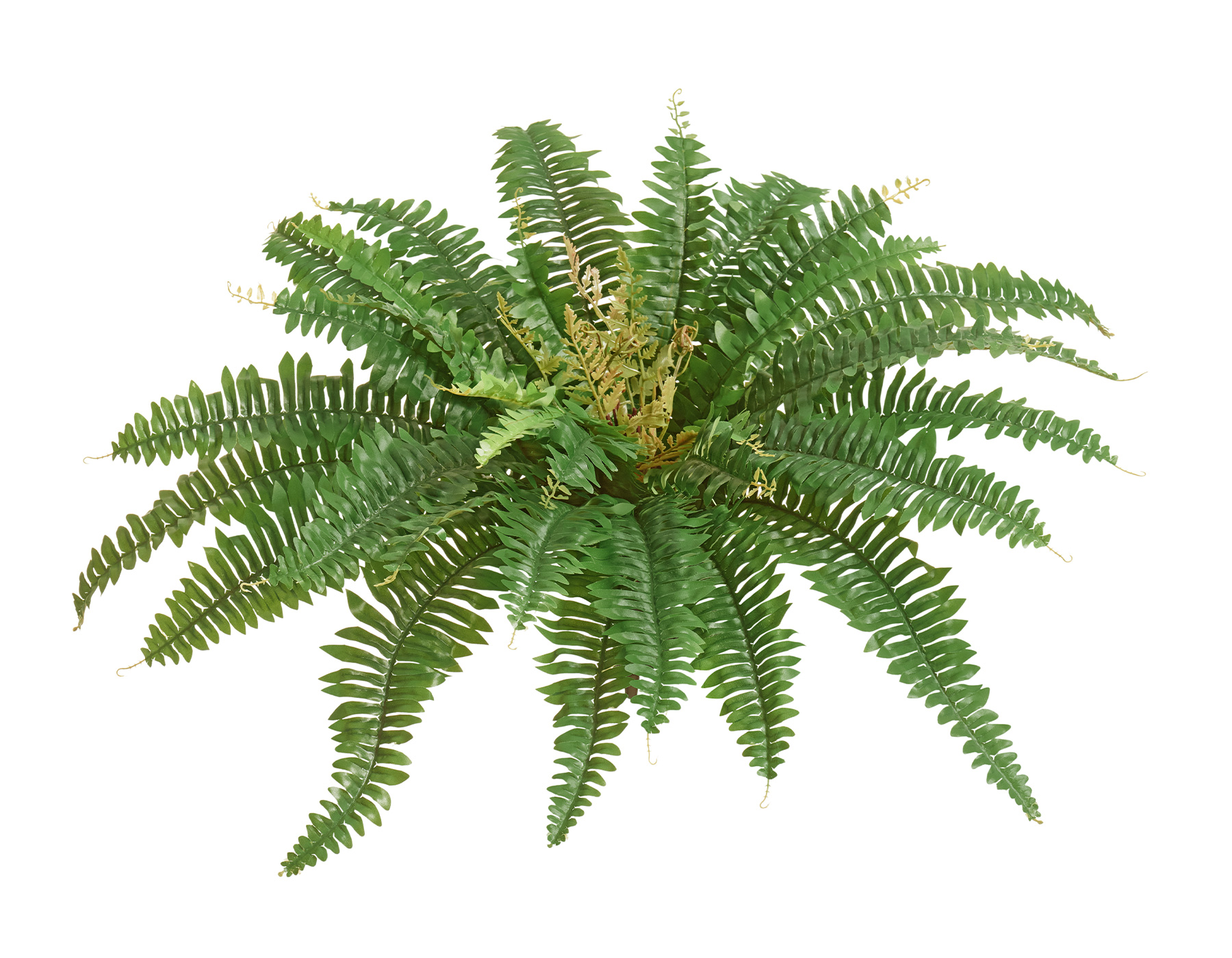 Папоротник Бостон Новый зеленый микс (23 листа)