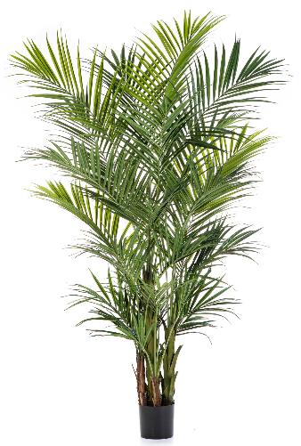 Пальма Кентия (Ховея) де Люкс 260 см