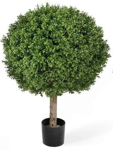 Самшит Шар уличный на коротком стволе