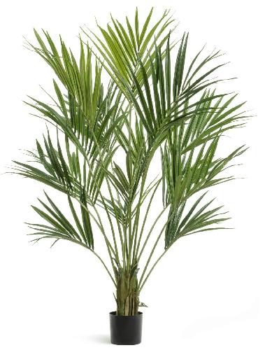 Пальма Кентия (Ховея) де Люкс 170 см