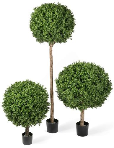 Самшит Шар уличный на коротком стволе