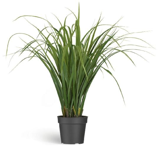 Лемонграсс трава зелёная в горшке