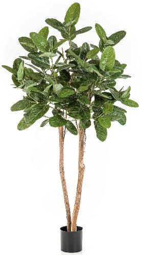 Фикус Одри Бенгальский