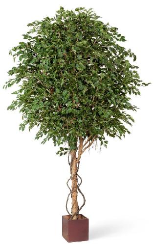 Гигантский фикус Бенжамина